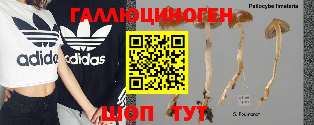 Псилоцибиновые грибы прущие грибы Зима